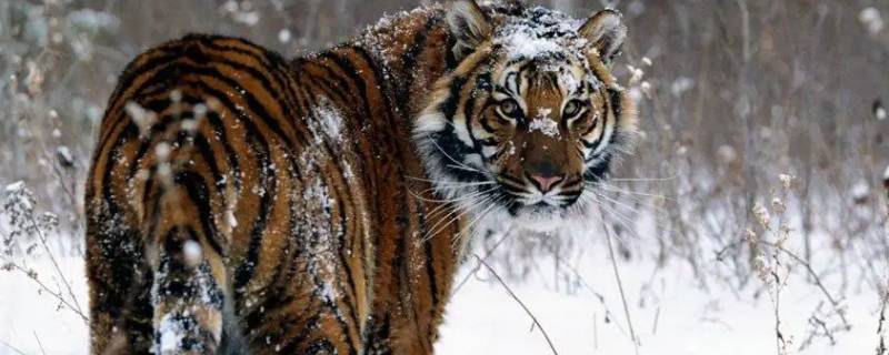 威风凛凛打一生肖 威风凛凛的生肖解一肖