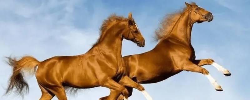 炮火连天打一生肖 炮火连天是什么肖