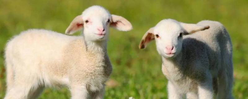 张角打一生肖（张角打一生肖是什么码）