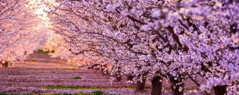 新鲜樱花可以做什么 新鲜樱花可以做什么饮品