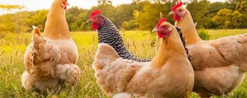 鸡追着啄人是预示什么（鸡要啄人预示着）