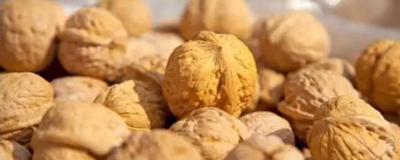 一直戴着手套能把核桃盘红吗（核桃用手套能盘红吗）