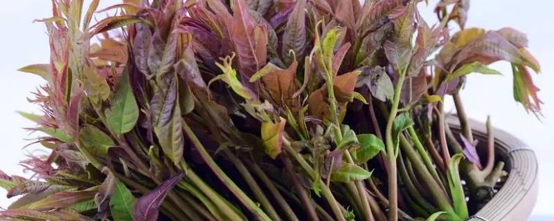 香椿芽含亚硝酸盐吗（香椿芽含亚硝酸盐吗）