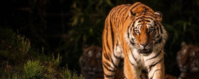 大敌当前打一生肖 大敌当前打一生肖是什么动物