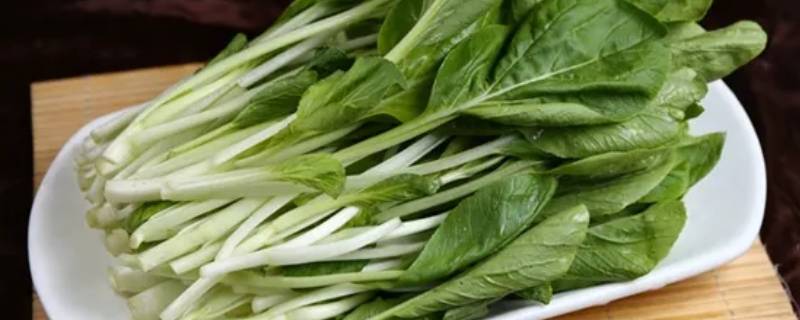 小白菜的各种吃法 小白菜的各种吃法视频