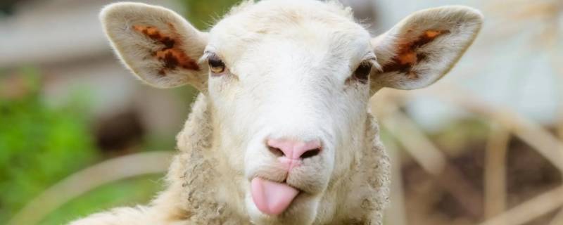 柳影花阴打一生肖 柳影花阴打一生肖什么动物