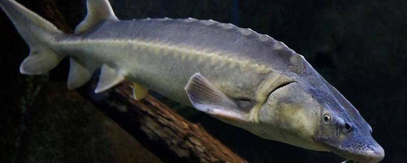 鲟龙鱼脊髓 鲟龙鱼骨头