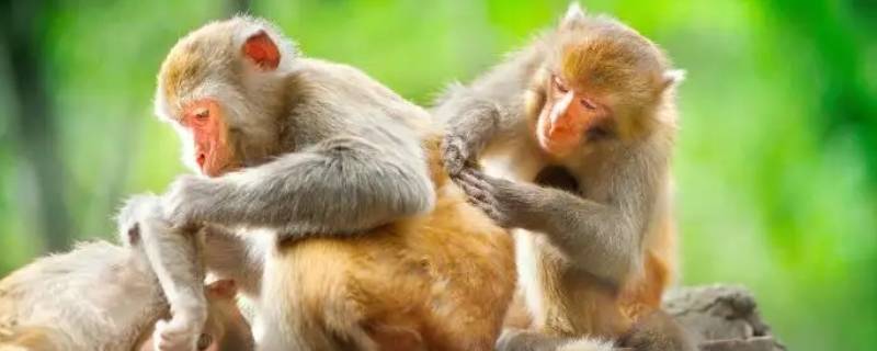 后生小子打一生肖 后生小子打一个生肖