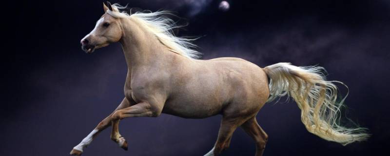 瘦死骆驼打一生肖 瘦死的骆驼的意思