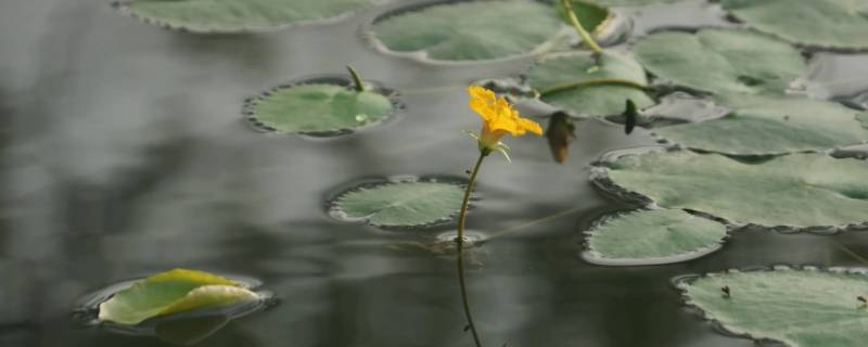 末伏是几月几号（末伏是几月几号2021年几天）