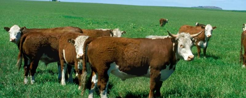 金鸡凝春地开花打一生肖（金鸡啼处腾红开指什么生肖）