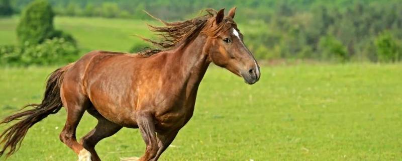 解甲归田打一个生肖 解甲归田猜生肖