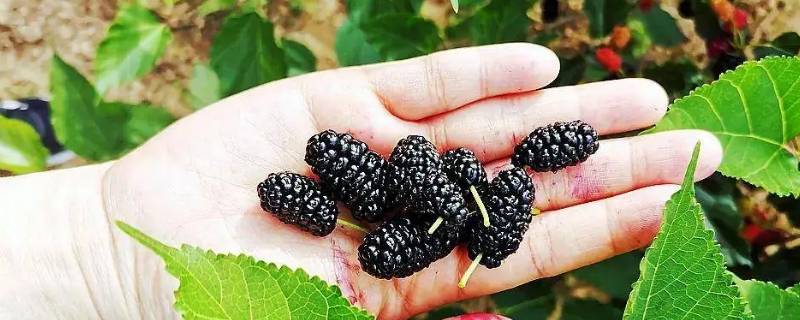 女人吃桑葚一天吃多少（女人吃桑葚一天吃多少合适）