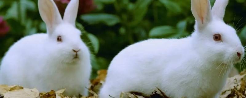 望打一生肖（毫无希望打一生肖）