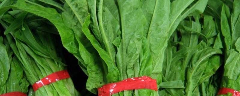 荀菜怎么做好吃 荀菜的做法怎么好吃