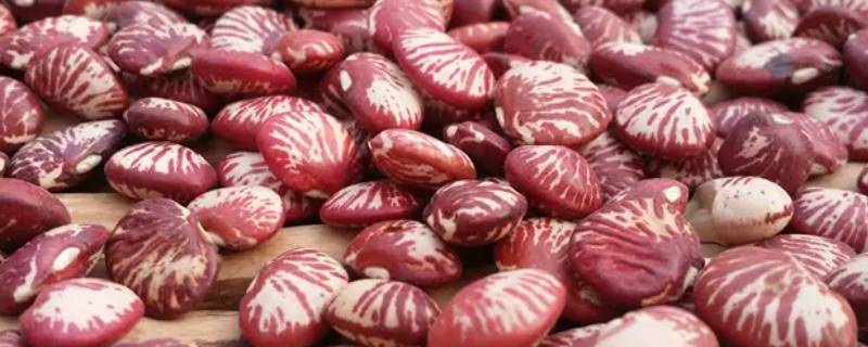 小肾豆和大肾豆的区别 大肾豆与小肾豆功效