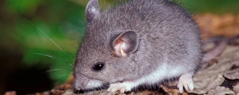 黑天半夜打一生肖（黑天半夜打一动物）