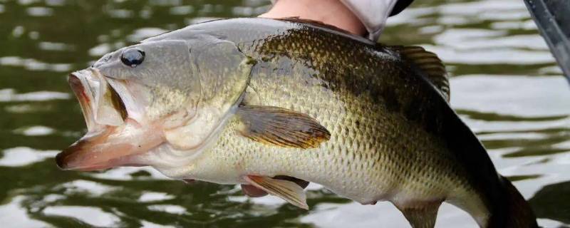 鲈鱼肉发黄可以吃吗 鲈鱼肉发黄可以吃吗视频