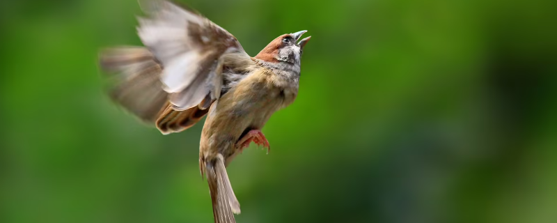 麻雀足的特征（麻雀属于什么足）