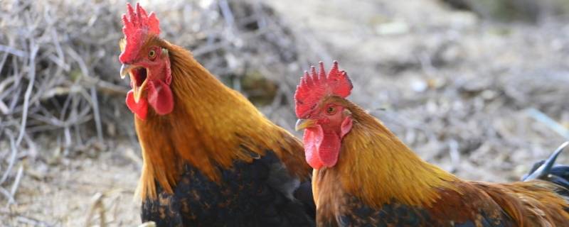 闪闪亮亮万点灯火打一生肖（闪闪亮亮万点灯火打一生肖L）