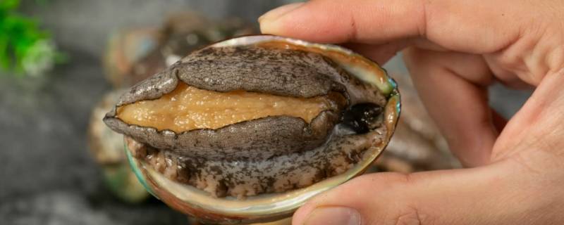 新鲜鲍鱼死了可以吃吗（新鲜鲍鱼死了能吃吗）