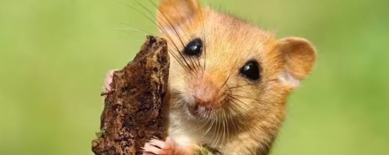 尔虞我诈打一最佳生肖 尔虞我诈猜一肖