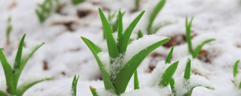 春天的雪叫什么雪 春天的雪是