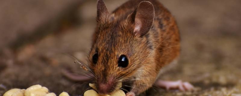 一子之错打一生肖 错打一个生肖