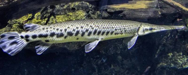 汝州怪鱼抓住了吗（汝州那家鱼好吃）