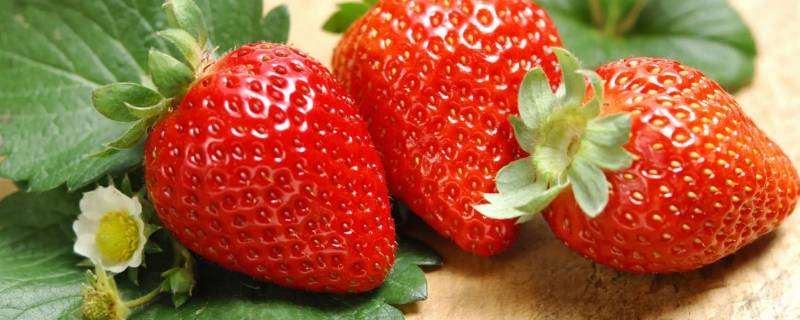 蓝草莓真的存在吗（草莓蓝莓还有什么没）
