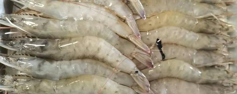 欧洲淡水虾 北美淡水虾