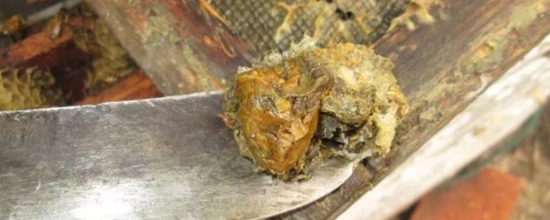 原始块状蜂胶食用方法 原始块状蜂胶食用方法视频