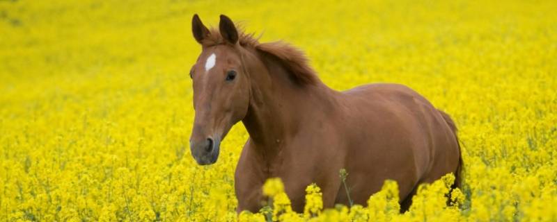 风来雨来我在挡打一生肖（风来雨中去打一生肖）