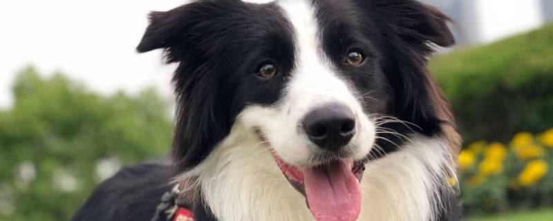 边牧舌头长好吗（边牧嘴长吗）