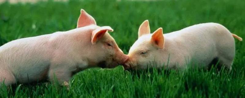 油而不腻打一生肖（油腻是什么生肖）