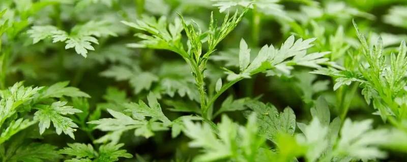 煮艾叶为什么要放小苏打（煮艾叶可以不放小苏打吗）