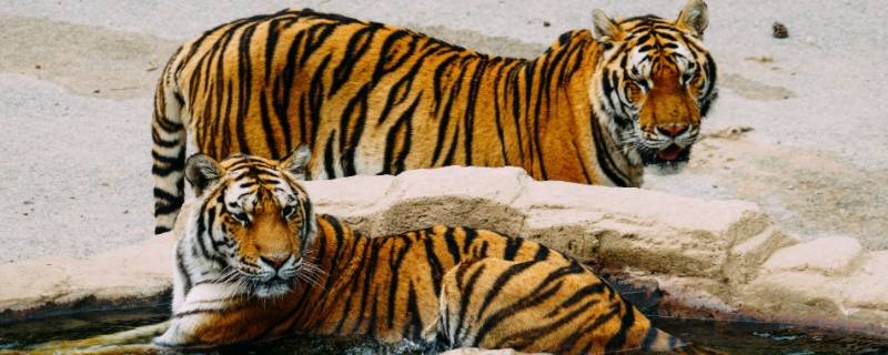 强中更有强中手打一生肖 强中之手是什么生肖