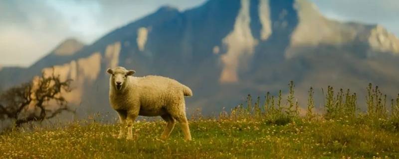 出水芙蓉猜一个动物（出水芙蓉指的是什么动物）