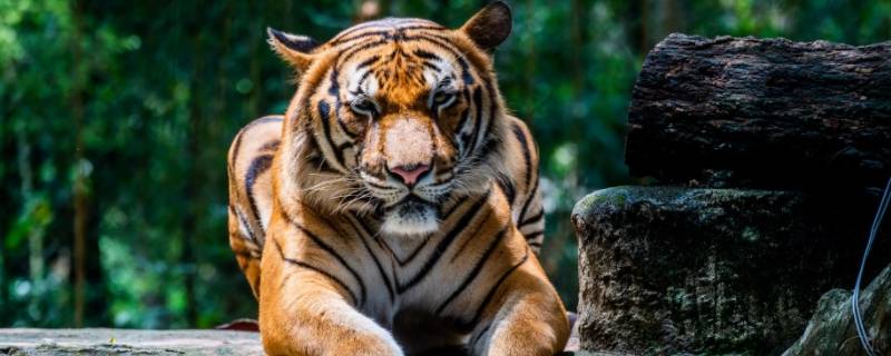 大出风头打一生肖（出风头打一个生肖）