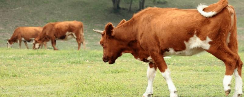 一条牛腿大概多少斤（一条牛腿大概多少斤肉）