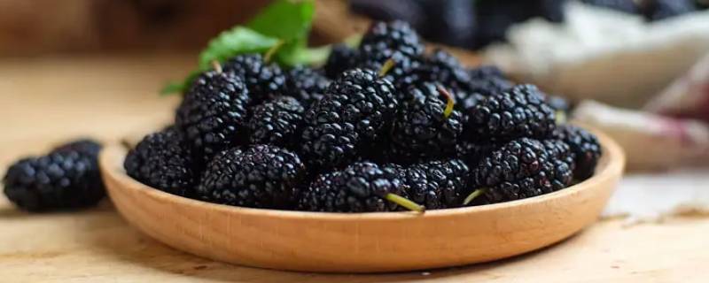 桑葚牛奶可以一起打果汁吗 桑葚牛奶可以一起打果汁吗