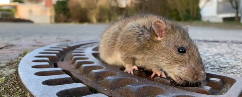 侥幸逃脱打一动物 逃出生天打一动物