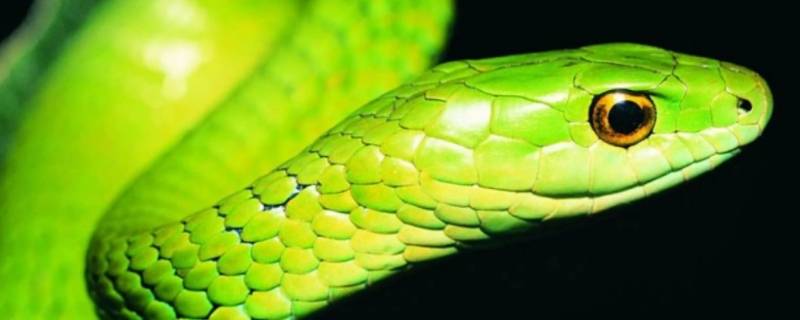 无情无义打一生肖 无情无义打一生肖什么生肖