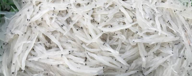 河里银色的小鱼（河里银色的小鱼是什么鱼）