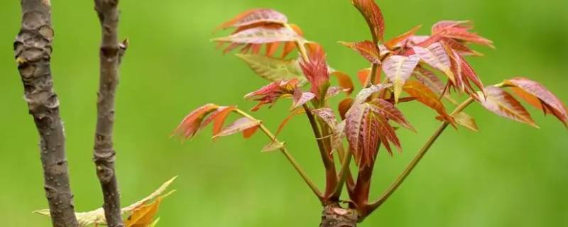 香椿不用水过直接炒可以吗（香椿可以不焯水直接炒吗）