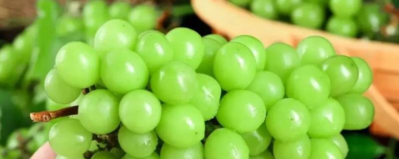 阳光玫瑰葡萄多少钱一斤 一级阳光玫瑰葡萄多少钱一斤