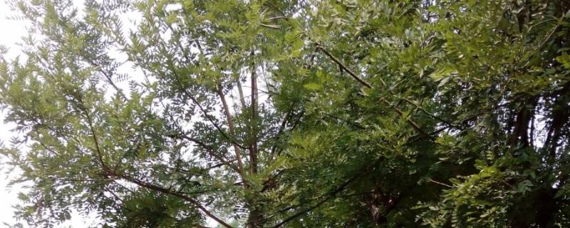 魁树是什么树（魁树的英文）