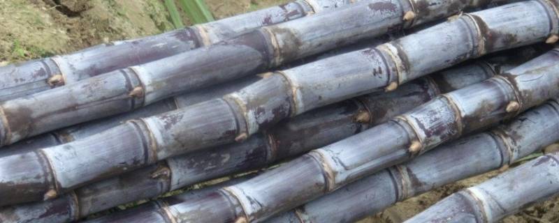 什么食物硬邦邦（什么食物硬邦邦的?）