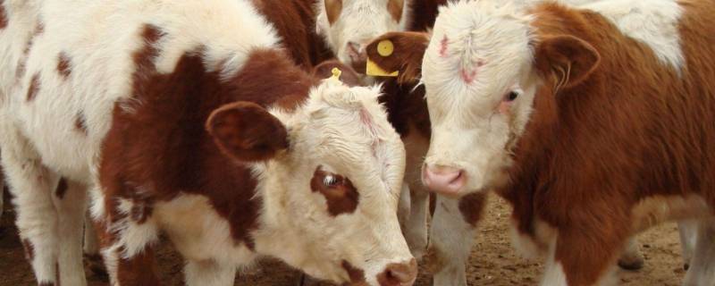 天各一方打一生肖动物（天各一方打什么生肖）