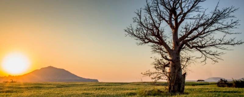 新坟多久可以栽树 新坟多久可以栽树苗